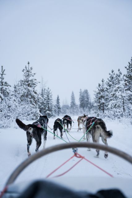 Levi: Evening Husky Sled Ride under the Northern Lights - Levi Center pickup: the part that sets the tone