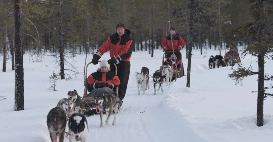 Levi: Evening Husky Sled Ride under the Northern Lights - Husky sled safari through the Arctic snowy forest