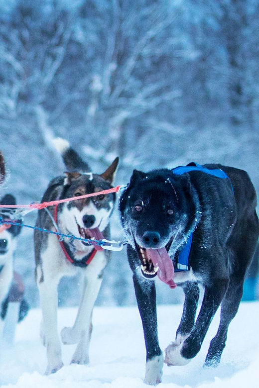 Narvik: Dog-sledding with Northern Lights Ceremony - Before you ride: huskies up close, then quick training