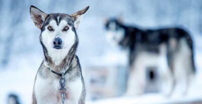 Narvik: Dog-sledding with Northern Lights Ceremony - Getting to Husky Isogaisa (and what “remote” feels like)