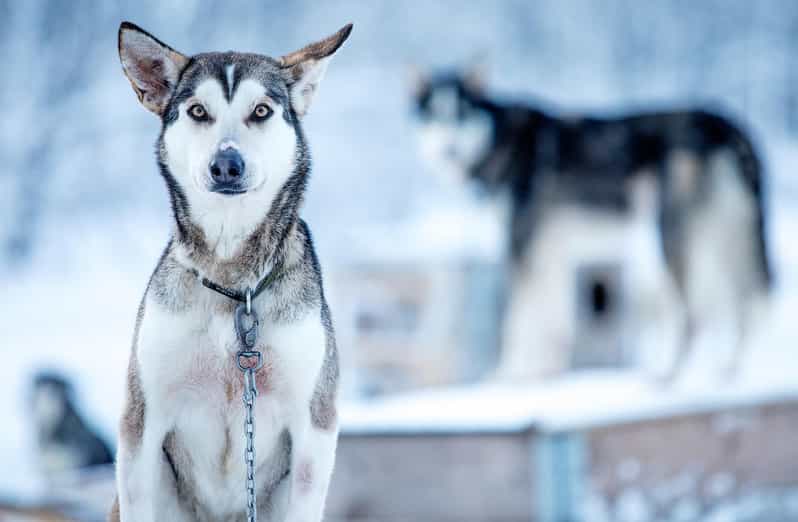 Narvik: Dog-sledding with Northern Lights Ceremony - The Sami lavvu break: joik stories and biidus stew