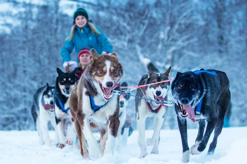 Narvik: Dog-sledding with Northern Lights Ceremony - What to wear and bring so you can actually enjoy the cold