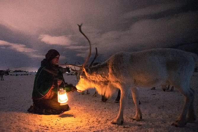 Night Reindeer Sledding with Camp Dinner and Chance of Northern Lights - Meeting up to 300 reindeer: the hands-on part
