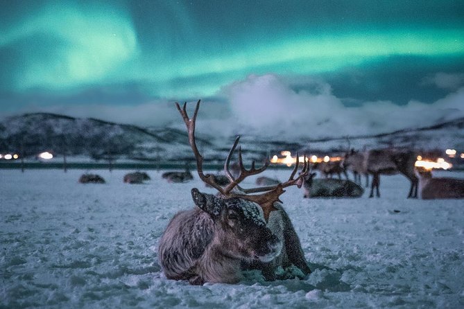 Night Reindeer Sledding with Camp Dinner and Chance of Northern Lights - The 15–20 minute sled ride: fun, but short on purpose