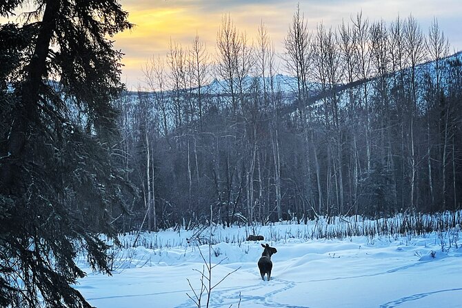 Northern Lights at Chena Hot Springs - What the hot springs pass actually gets you