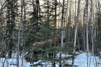 Northern Lights at Chena Hot Springs - Chena Hot Springs drop-off: your 4 hours start when you arrive