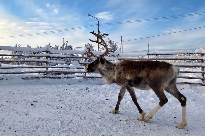 Northern Lights Holiday in Finland - Sámi Museum Siida: a culture stop that adds meaning to the snow