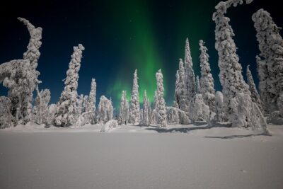 Northern Lights Hunting Expedition in Ranua, Lapland - The Ranua wilderness hunt: how the night actually plays out
