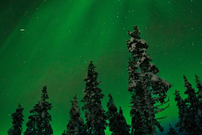 Northern Lights Reindeer Sledge Ride - The 20-Minute Reindeer Sleigh Ride: quiet snow and real reindeer calm