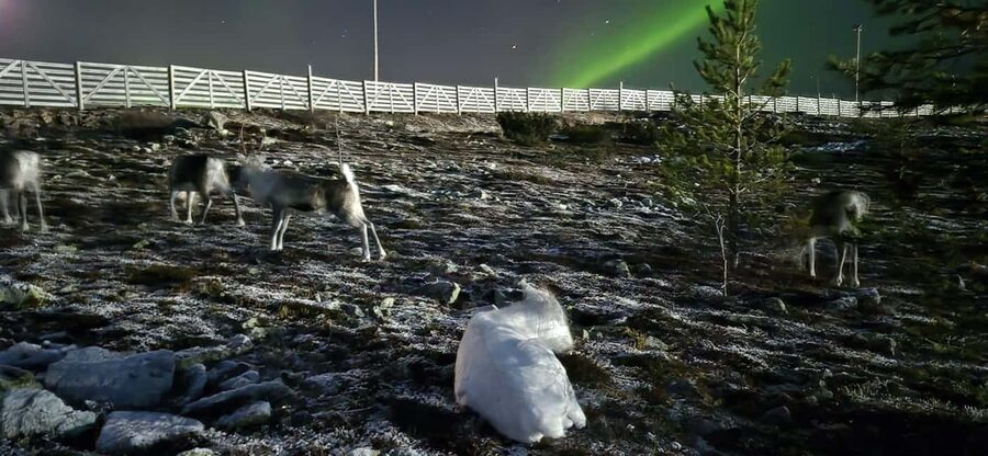 Northern Lights Snowshoe Hike in Levi with Latvian Guide - Forest-dark aurora viewing: setting up for your best odds