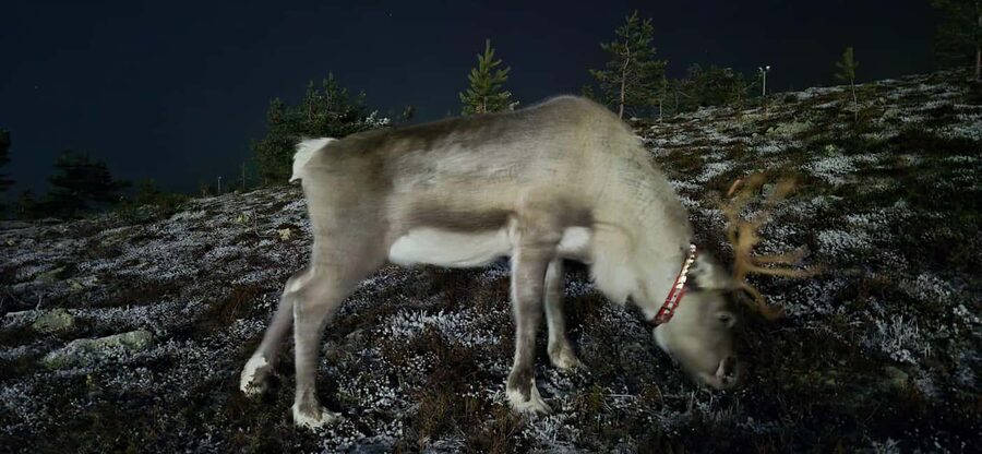 Northern Lights Snowshoe Hike in Levi with Latvian Guide - Should you book this Levi Northern Lights snowshoe hike?