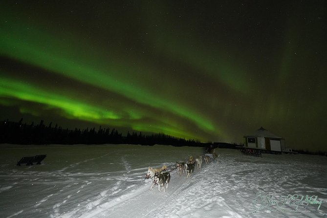 Northern Lights Viewing including Dinner and Dog Sledding - Key things to know before you go