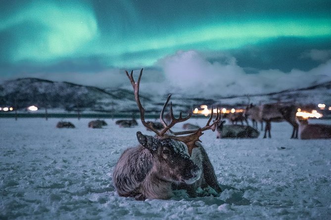 Reindeer Camp Dinner with Chance of Northern Lights in Tromso - Tromsø at 6pm: the timing that makes this work