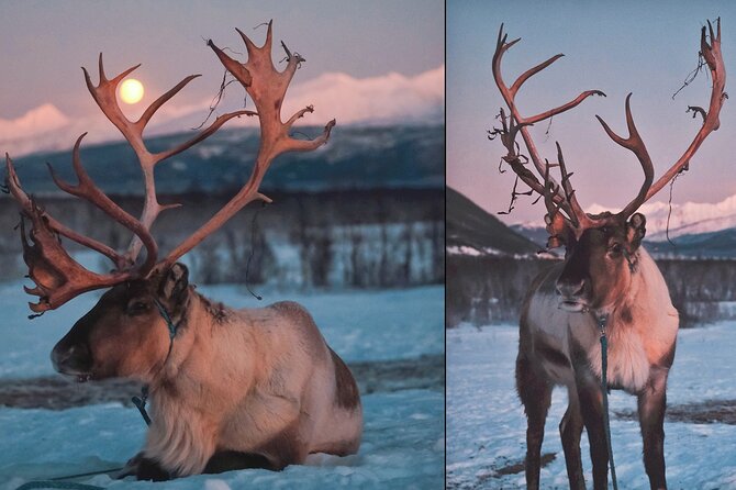 Reindeer feeding & Saami Culture with chance for Northern Lights - A Far-Off Sámi Camp Where the Reindeer Are the Main Event
