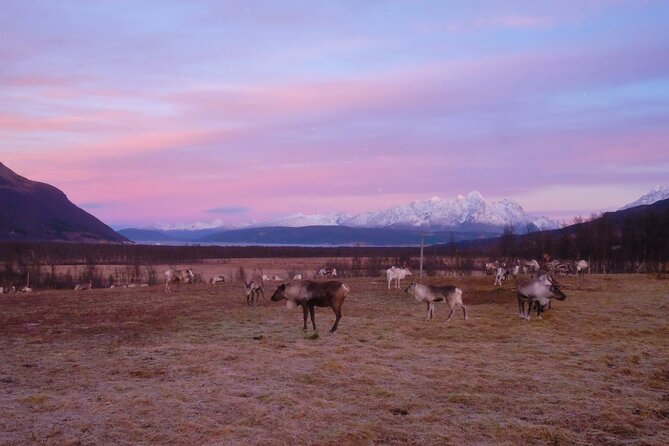 Reindeer feeding & Saami Culture with chance for Northern Lights - Sámi Culture at the Camp: Stories You Can Actually Use