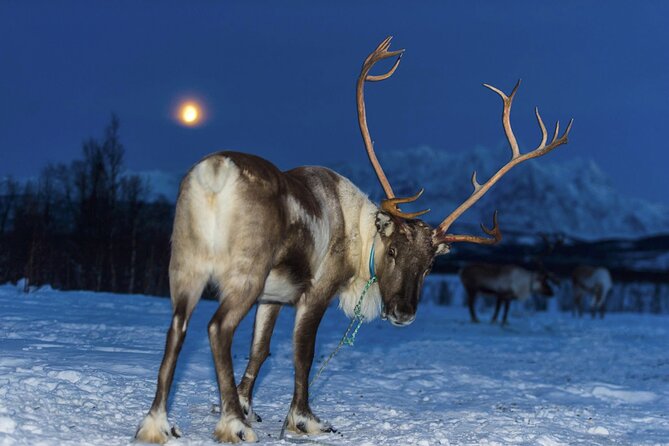 Reindeer feeding & Saami Culture with chance for Northern Lights - Northern Lights: How the Night Runs When the Sky Cooperates