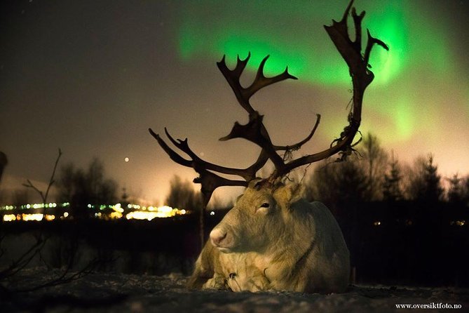 Reindeer Sledding and Feeding with Chance of Northern Lights Tromso - A 6 pm Tromsø aurora plan that doesn’t waste your night