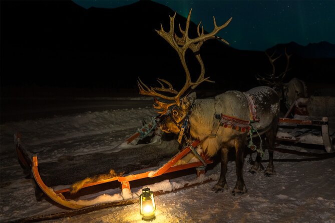 Reindeer Sledding and Feeding with Chance of Northern Lights Tromso - Getting there: pickup, transfers, and why timing matters in winter