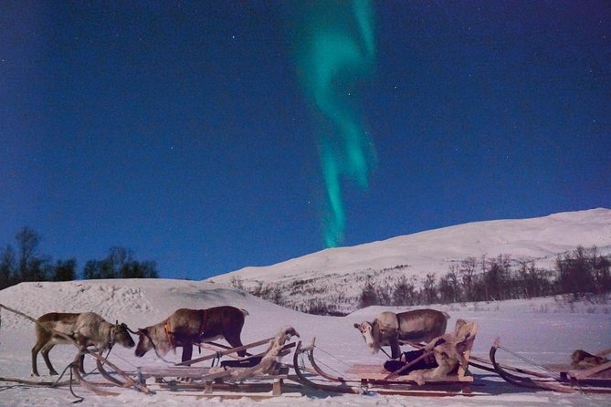 Reindeer Sledding and Feeding with Chance of Northern Lights Tromso - Northern lights watching: how they manage the sky and your comfort