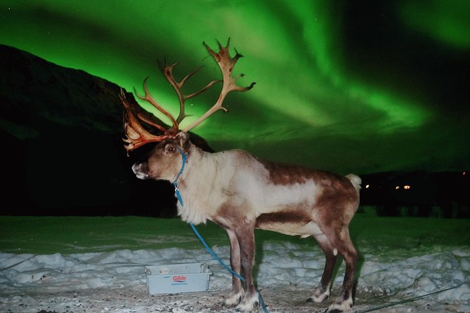 Reindeer Sledding and Feeding with Chance of Northern Lights Tromso - Price and value: $235.73 is about more than a ride