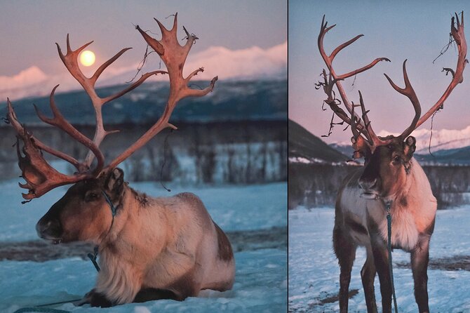 Reindeer Sledding and Feeding with Chance of Northern Lights Tromso - Should you book Tromsø Lapland reindeer sledding and northern lights?