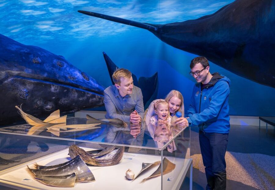 Reykjavik: 2-Hour Northern Lights by Boat with Backup Plan - Comfort that keeps you in the game: overalls, café, and small wins