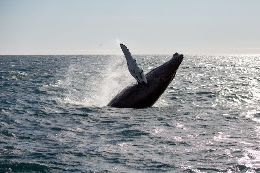 Reykjavik: Whale Watching & Northern Lights Combo Cruise - Should you book this Reykjavik combo cruise?