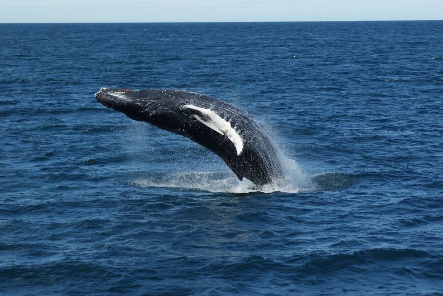 Reykjavik: Whale Watching & Northern Lights Combo Cruise - How the 6-hour day pairs whales and aurora lights