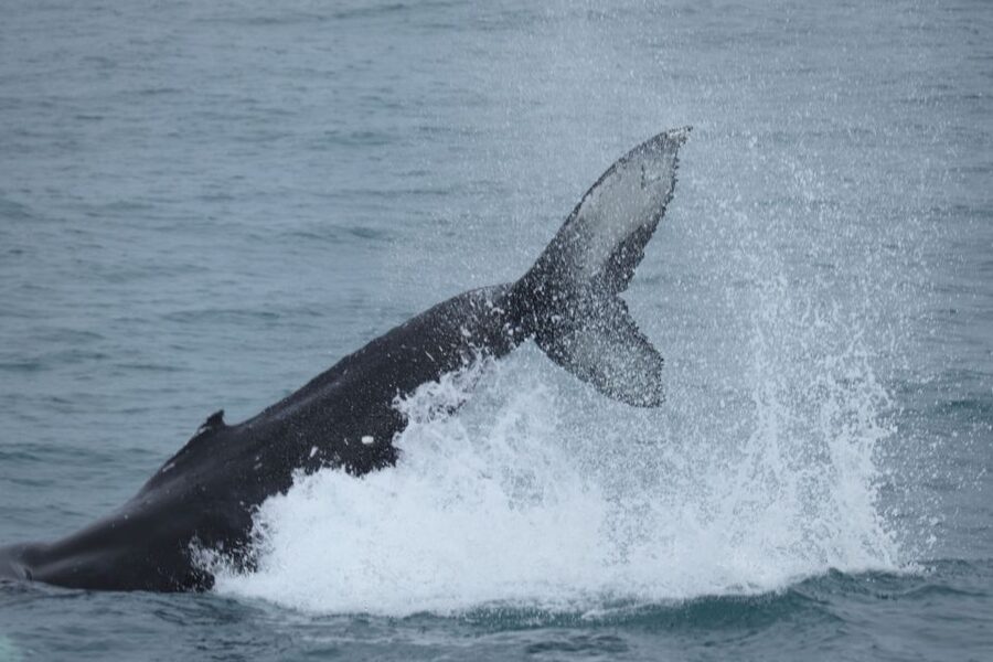 Reykjavik: Whale Watching & Northern Lights Combo Cruise - The Reykjavik break: turning downtime into a smarter day