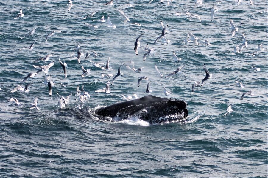 Reykjavik: Whale Watching & Northern Lights Combo Cruise - Northern lights cruise after dark: overalls, heated cabins, and quick aurora moments