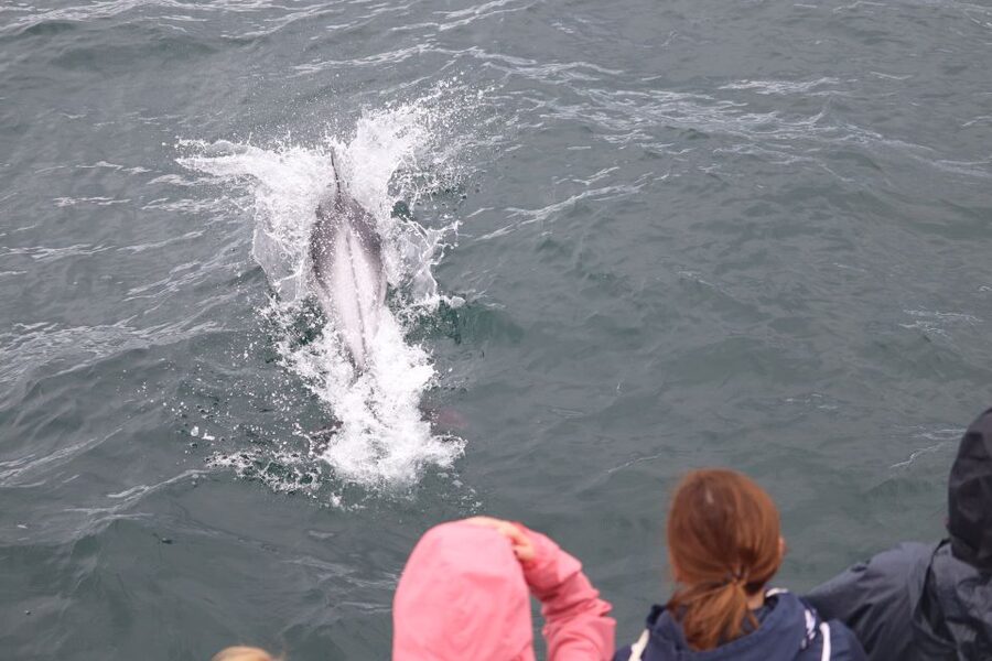 Reykjavik: Whale Watching & Northern Lights Combo Cruise - Onboard comfort details that actually matter in Iceland