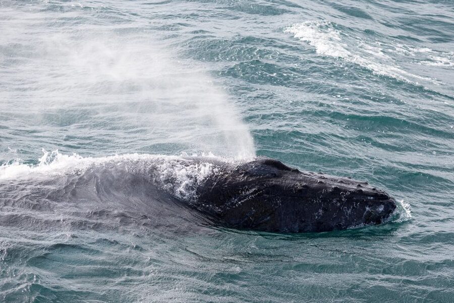 Reykjavik: Whale Watching & Northern Lights Combo Cruise - Price and value: why $205 can feel expensive and still worth it
