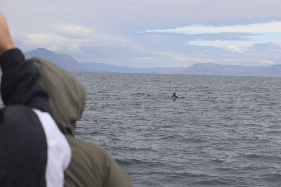 Reykjavik: Whale Watching & Northern Lights Combo Cruise - Realistic expectations: when the sea or sky wins