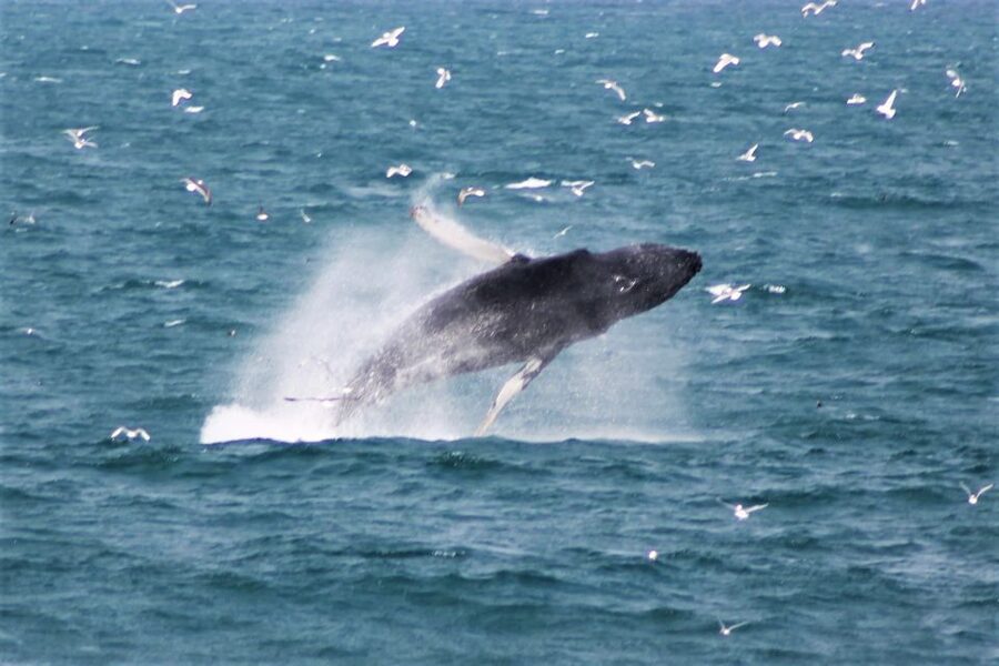 Reykjavik: Whale Watching & Northern Lights Combo Cruise - Who this tour fits best (and who should think twice)