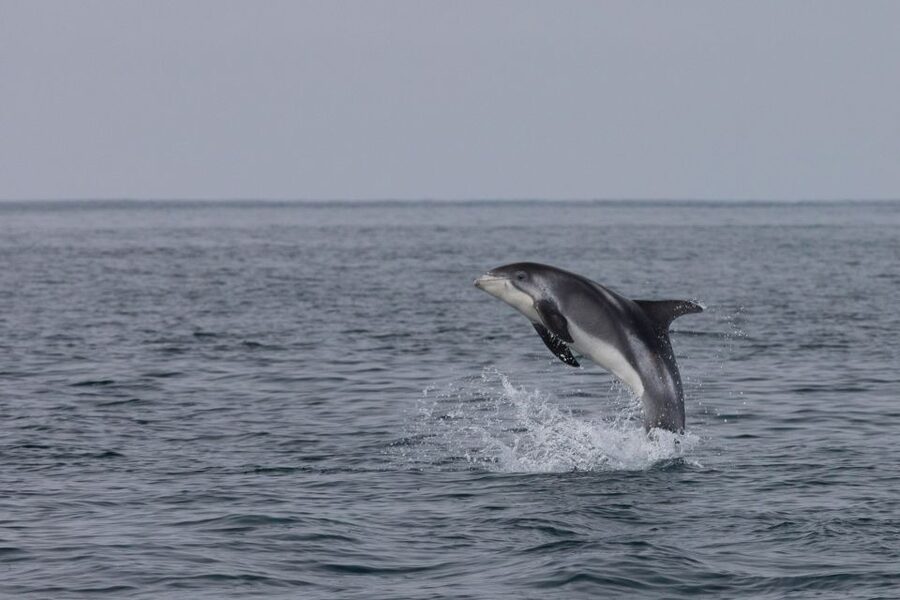 Reykjavik: Whales and Northern Lights Boat Tour - Two iconic Iceland experiences, built into one 7-hour Reykjavik day