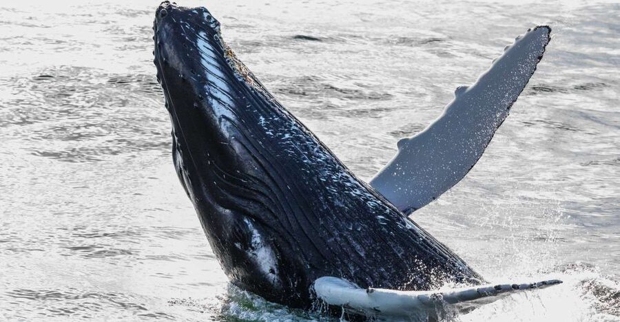 Reykjavik: Whales and Northern Lights Boat Tour - Getting to sea from Reykjavik’s Old Harbour (and why the timing matters)