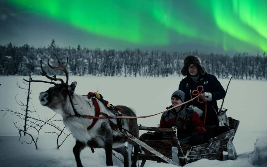 Rovaniemi: 2km Aurora Reindeer Safari Through the Forest - Key Points to Know Before You Go