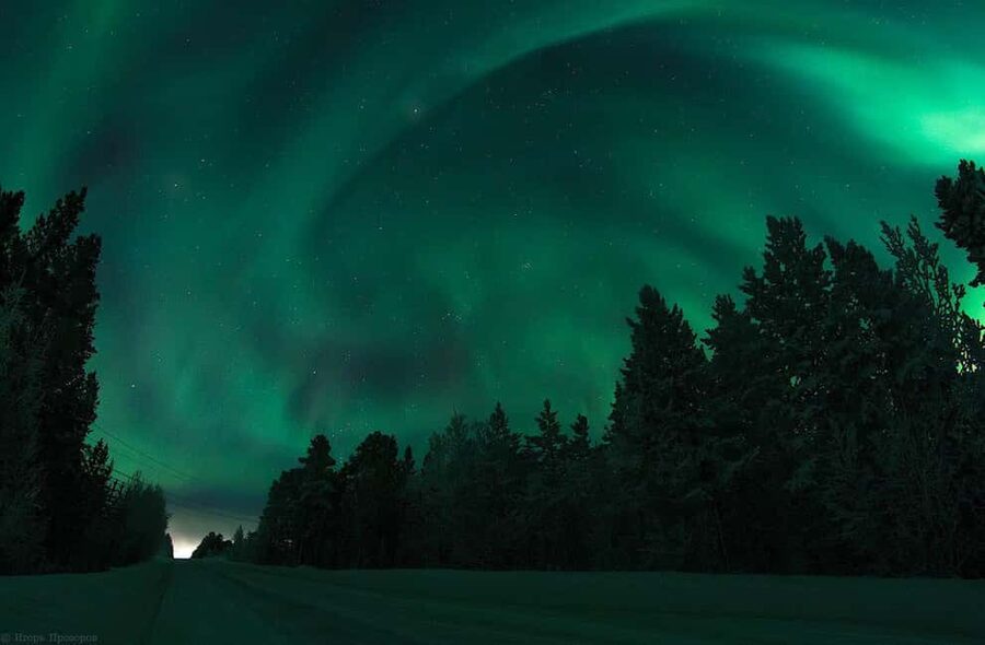 Rovaniemi: All-Inclusive Ranua Zoo Excursion & Aurora Dinner - What I Like Most