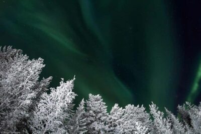 Rovaniemi: All-Inclusive Ranua Zoo Excursion & Aurora Dinner - Key Points at a Glance