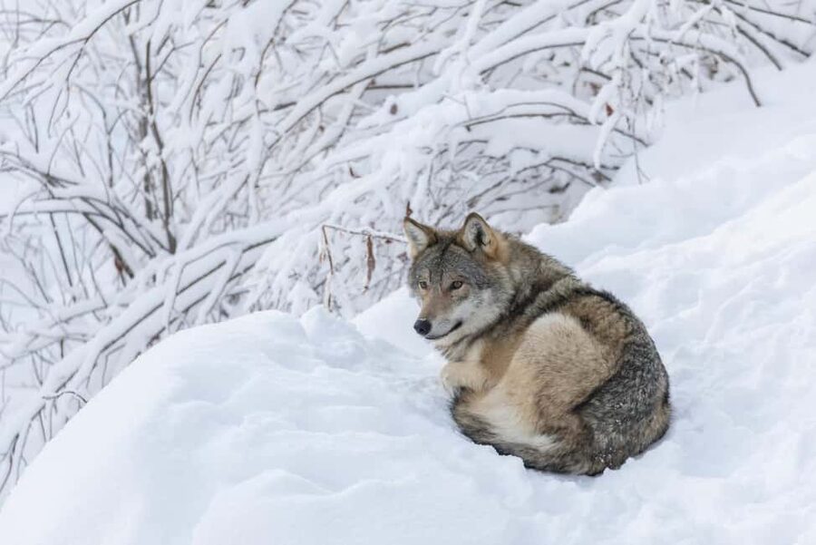 Rovaniemi: All-Inclusive Ranua Zoo Excursion & Aurora Dinner - Ranua Wildlife Park: Arctic Animals Up Close (and Not Just From a Distance)