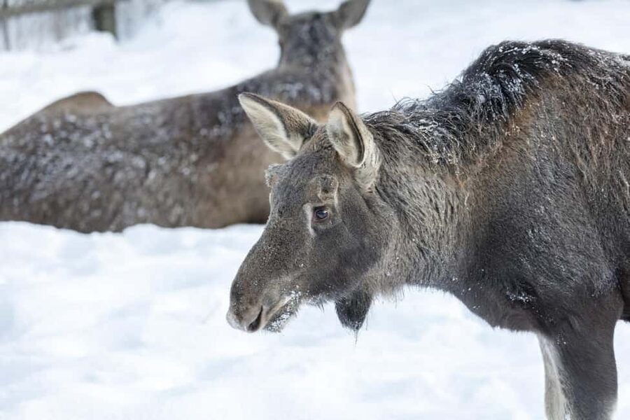 Rovaniemi: All-Inclusive Ranua Zoo Excursion & Aurora Dinner - Lunch at the Zoo and the Fazer Chocolate Shop Reset