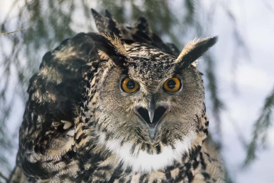 Rovaniemi: All-Inclusive Ranua Zoo Excursion & Aurora Dinner - The 3-Hour Break in Rovaniemi: Use It for Real Winter Comfort