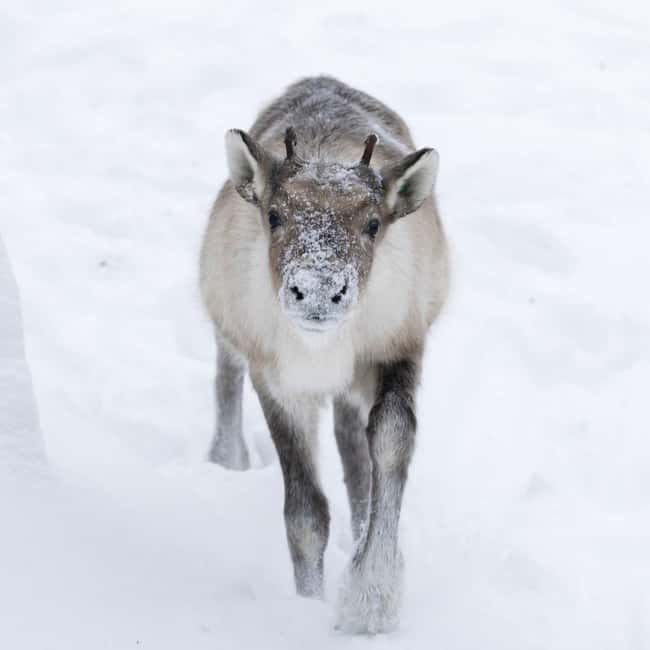 Rovaniemi: All-Inclusive Ranua Zoo Excursion & Aurora Dinner - Northern Lights Hunt: Prime Locations, Warm Campfire, and Finnish Comfort Food