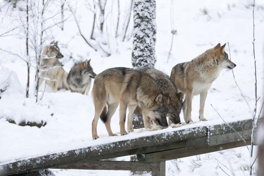 Rovaniemi: All-Inclusive Ranua Zoo Excursion & Aurora Dinner - What’s Included in This 12-Hour Tour (and What It Means for Value)