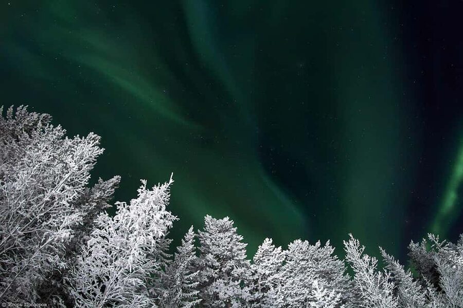Rovaniemi: All-Inclusive Ranua Zoo Excursion & Aurora Dinner - Key Points at a Glance