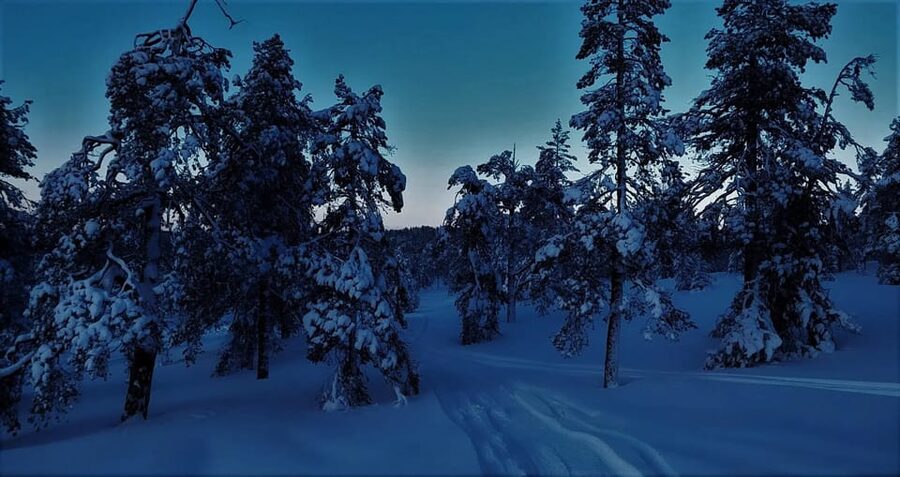 Rovaniemi: Aurora Hunting Tour in the Forest with Hot Drinks - Aurora Borealis in the Arctic forest: what the experience really feels like
