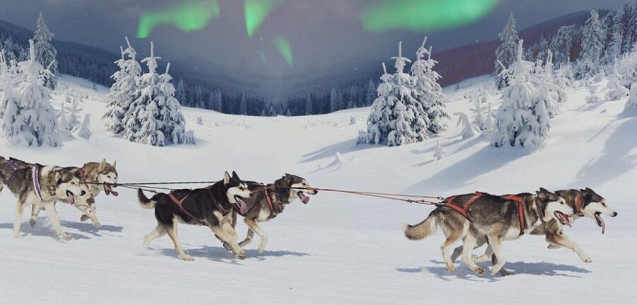 Rovaniemi: Northern Lights and Husky Sleigh Ride - Winter Night Reality Check: Northern Lights Aren’t Guaranteed