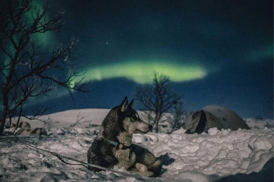 Rovaniemi: Northern Lights and Husky Sleigh Ride - Who Should Book, and Who Should Skip It