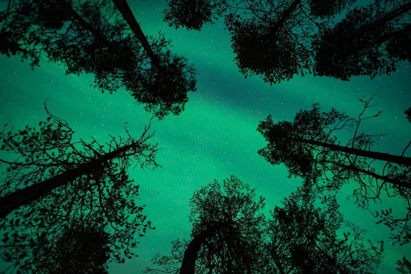 Rovaniemi: Northern Lights Quad Bike Tour - Who This Tour Fits Best (and Who Should Skip It)
