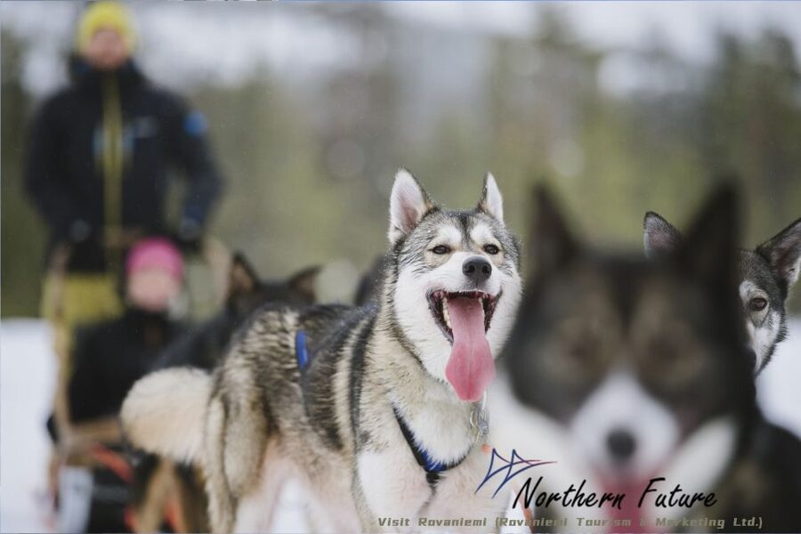 Rovaniemi: Reindeer, Huskies, Santa's Pets & Aurora Hunt - Reindeer vs. huskies: what those short rides really mean for your day
